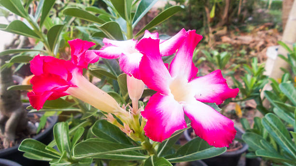 istock Beautiful pink flowers background 476876060