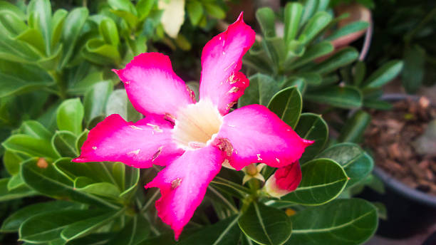 istock Beautiful pink flowers background 476876070