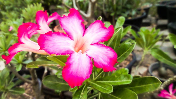 istock Beautiful pink flowers background 476876150