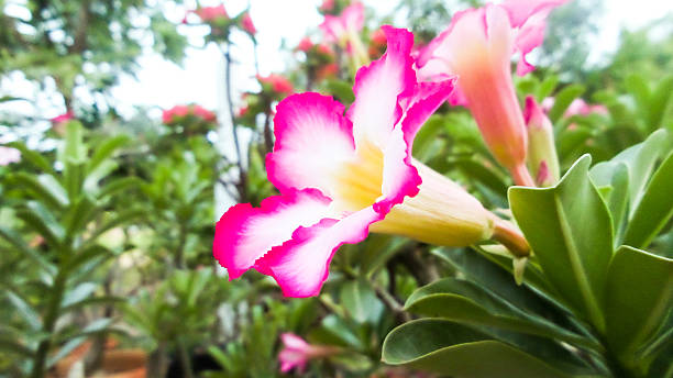 istock Beautiful pink flowers background 476876152