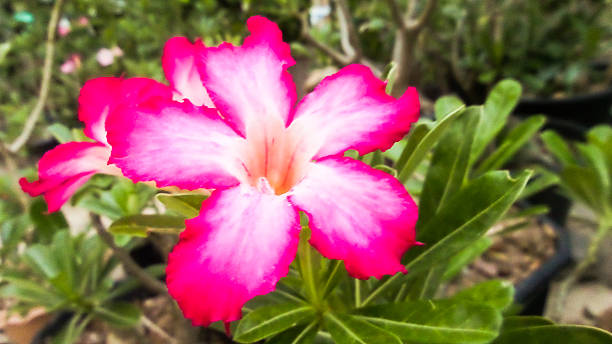 istock Beautiful pink flowers background 476876154