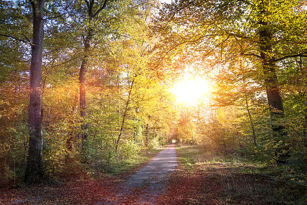 Path through a bright autumn forest stock photo