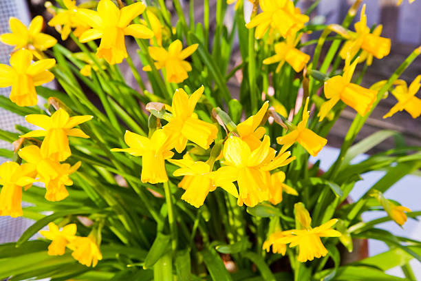 istock Yellow daffodils in the garden 476876403