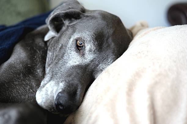 Old Dog at Rest When to let your Pet Go senior dog stock pictures, royalty-free photos & images