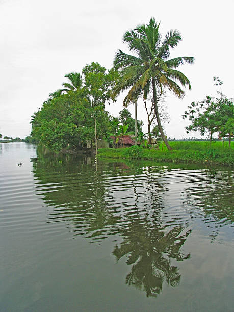 istock Coconut palm trees at backwaters, Alleppey, Kerala, India 476879575