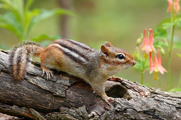 Eastern Chipmunk and Wild Columbine Eastern chipmunk (Tamias striatus) on a log next to a patch of Wild Columbine (Aquilegia canadensis) - Pinery Provincial Park, Ontario, Canada eastern chipmunk photos stock pictures, royalty-free photos & images