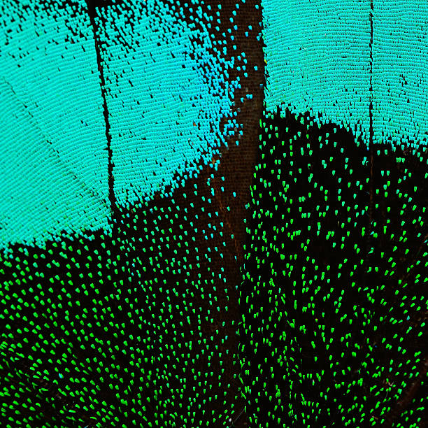 istock blue and green butterfly wing 476880482