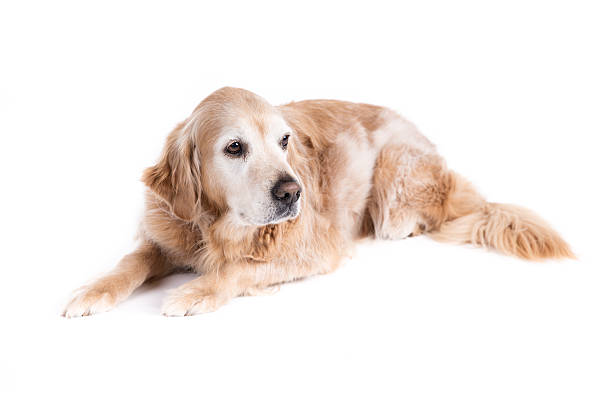 istock Golden Retriever dog on a white background 476881163
