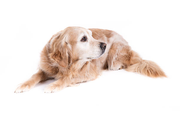 istock Golden Retriever dog on a white background 476881171