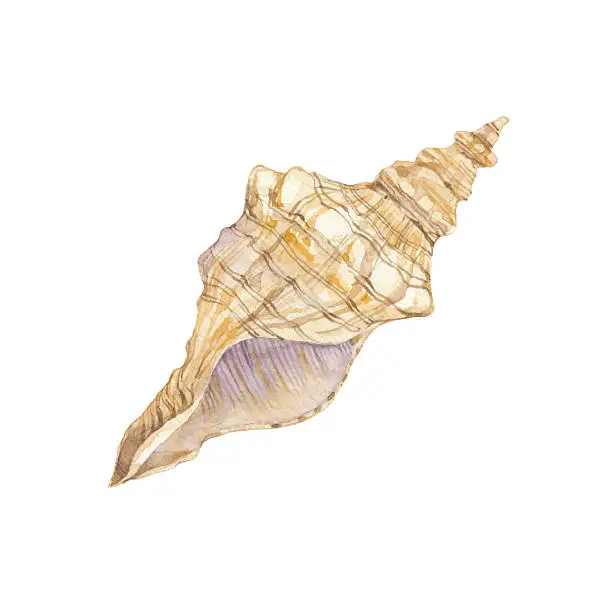 Vector illustration of Sea shell isolated on white background. Vector, watercolor  illustration.