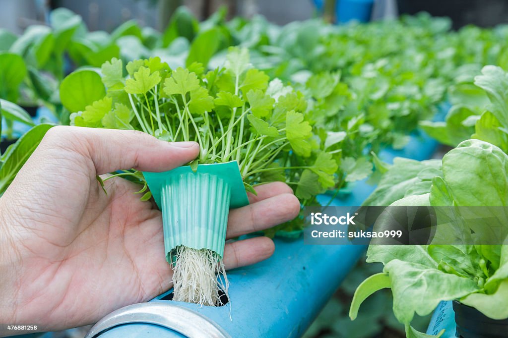 Hand hold Coriander planting Water Hydroponics Hand hold Coriander vegetable see root. It planting with Water Hydroponics system. 2015 Stock Photo