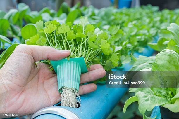 Hand Hold Coriander Planting Water Hydroponics Stock Photo - Download Image Now - 2015, Agriculture, Coriander Seed