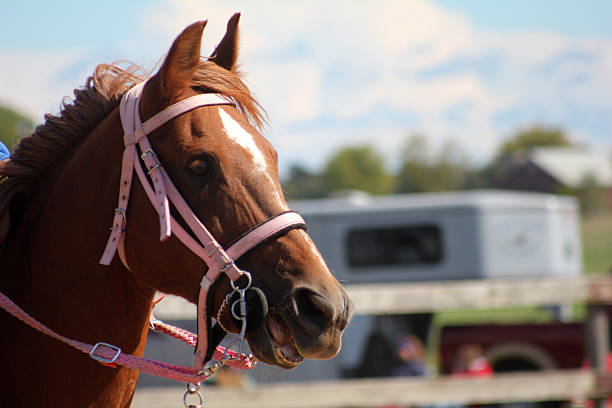 istock Horse with Pink Bridle 476881273