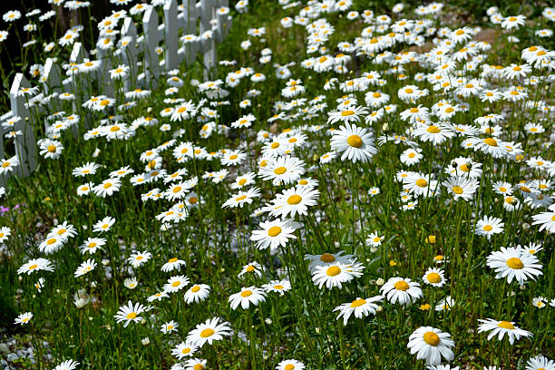 A lot of Shasta daisies are blooming in the garden with the white fence.