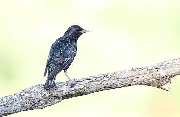 istock European starling (Sturnus vulgaris) 476882768