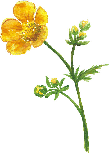 Buttercup yellow flower on white background. Watercolor floral illustration.
