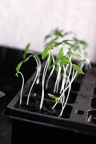 Sprouts stock photo