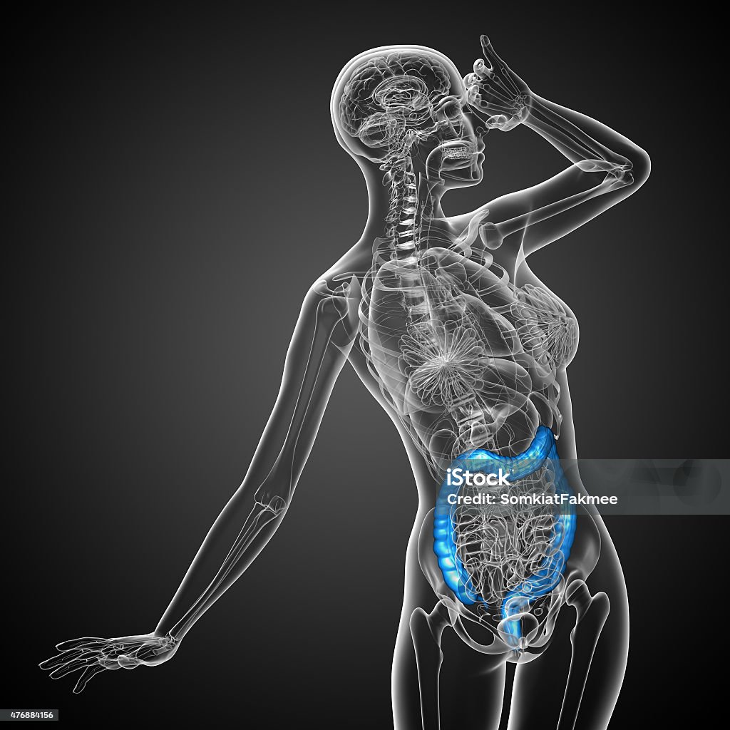 Digestive Front Human Digestive System Large Intestine Stock Photo - Download Image Now ...