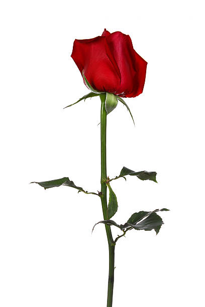 istock single red rose, isolated on white background 476885784