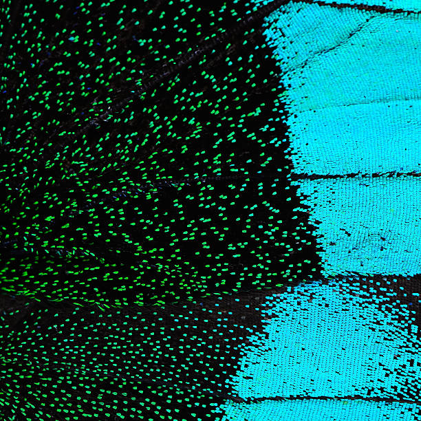 istock blue and green butterfly wing 476885894