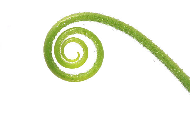 curvo galho isolado no fundo branco. - fern spiral frond green imagens e fotografias de stock