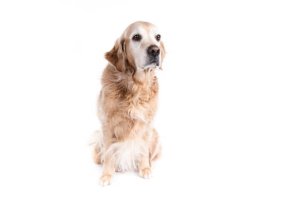 istock Golden Retriever dog on a white background 476886127