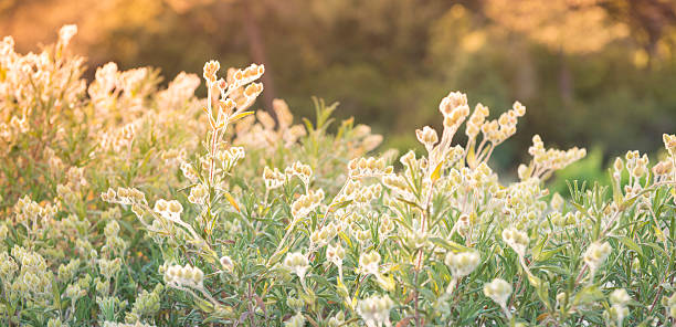 져녁 필드에 - wildflower vibrant color outdoors full frame 뉴스 사진 이미지