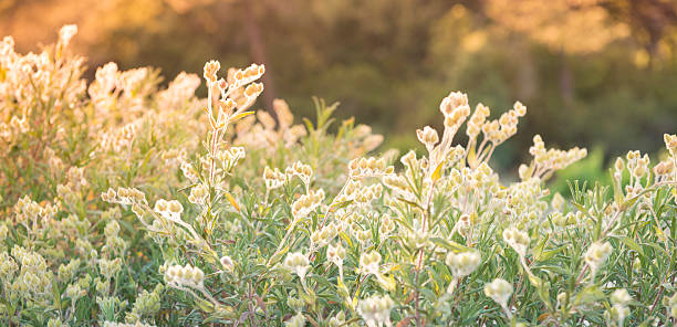 Evening in the field Evening light over the wildflowers sunset dew stock pictures, royalty-free photos & images