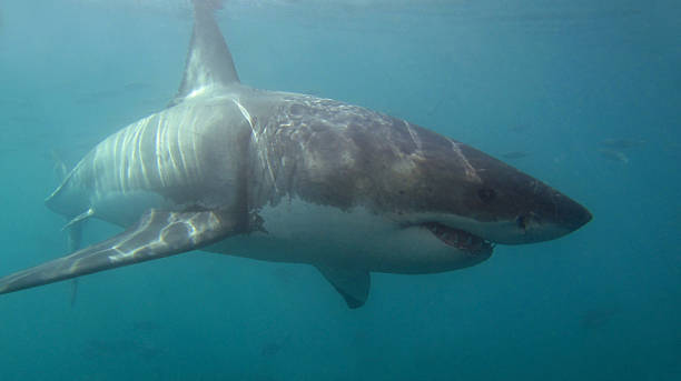 ฉลามขาว - เม็กกาโลดอน ภาพสต็อก �ภาพถ่ายและรูปภาพปลอดค่าลิขสิทธิ์