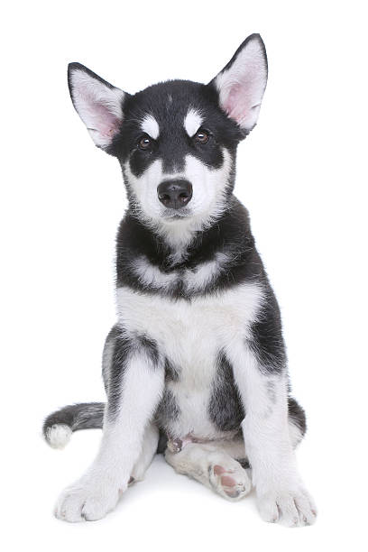 istock Curious Alaskan Malamute Puppy on White Background 476888101