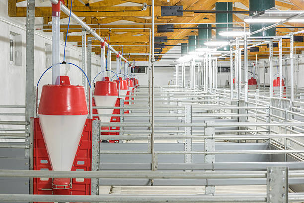 istock Pig Farm, Hog Farm 476889222