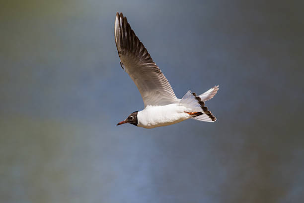 istock seagull in flight over the water 476891400