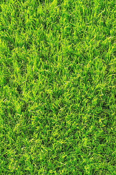 Artificial green grass background stock photo