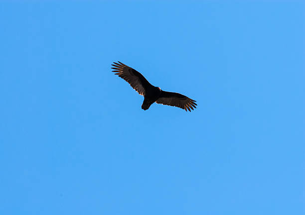istock Turkey vulture soaring with outstretched wings on clear blue sky 476892950