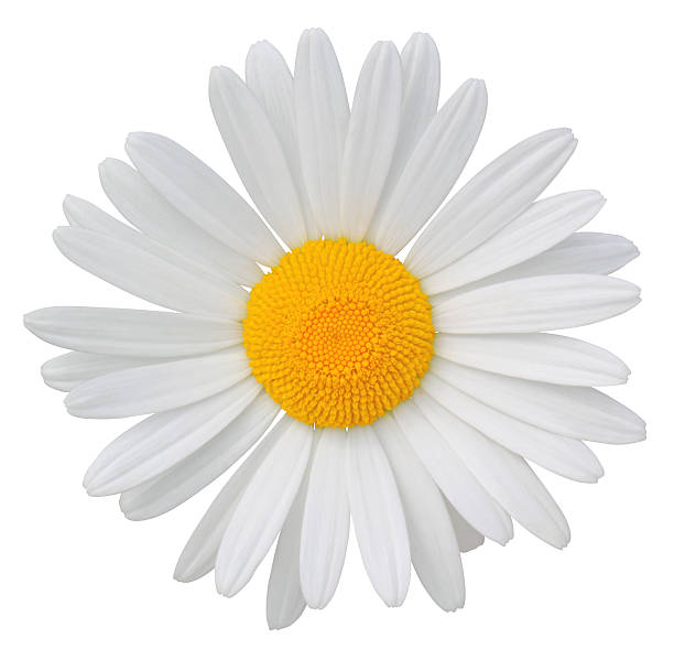 istock Daisy isolated on white background. With clipping path included. 476895192