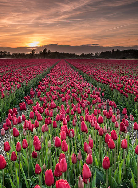istock field of red tulips 476895360