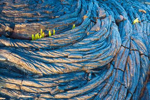 Amazing old lava pattern and new fern growing through it in Hawaii Volcanoes National Park, Big Island, Hawaii