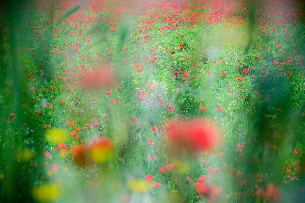 istock Common poppy flowers, Papaver rhoeas 476896788