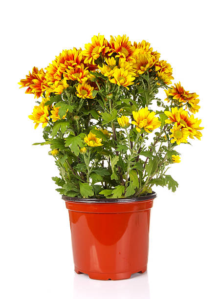 istock yellow vibrant auburn Chrysanthemums bouquet suited as backgroun 476897328