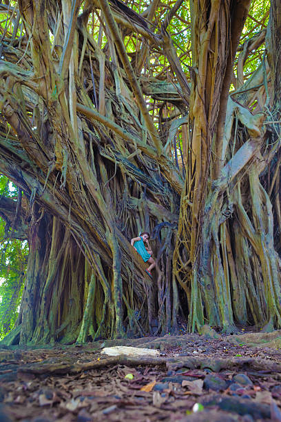 mała dziewczynka i giant figowiec bengalski - kauai tropical climate green travel destinations zdjęcia i obrazy z banku zdjęć