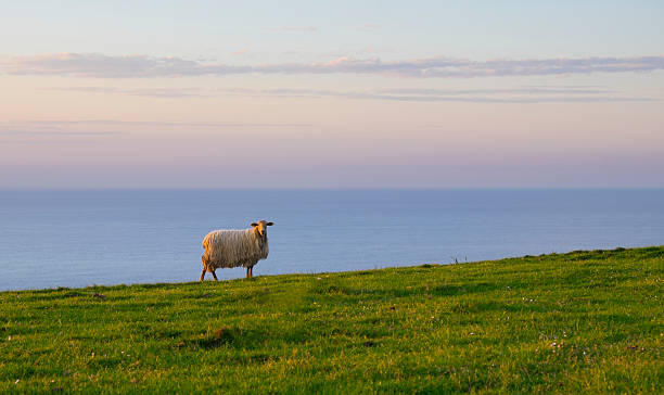 istock Sheep grazing on green grass at sunset on mountain Jaizkibel. 476897968