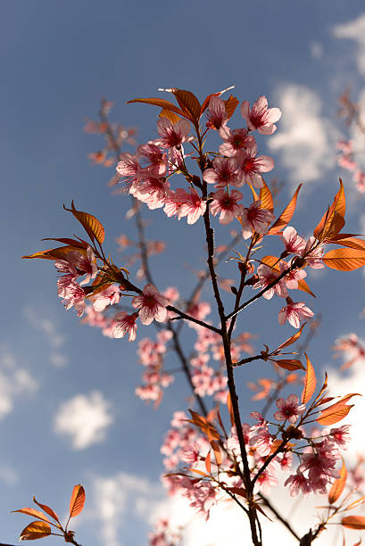 prunus cerasoides rosa fiore in tailandia. - vertical studio shot indoors pink foto e immagini stock