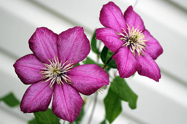 clematis stock photo