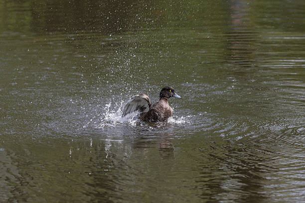 istock duck splashing in water 476898316
