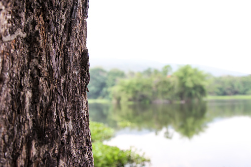 Detail of tree bark on lake background
