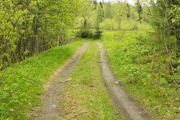 Image of an old road through the spring forest, ending with turn.