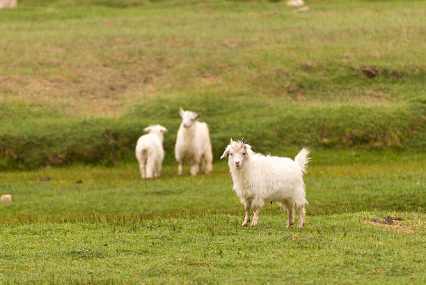 istock White pashmina goats standing on green grass field 476899707