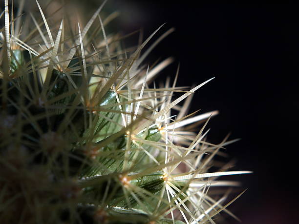 istock Close up of cactus spines 476900639