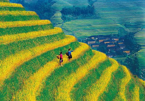 longsheng ryżu taras - guilin zdjęcia i obrazy z banku zdjęć