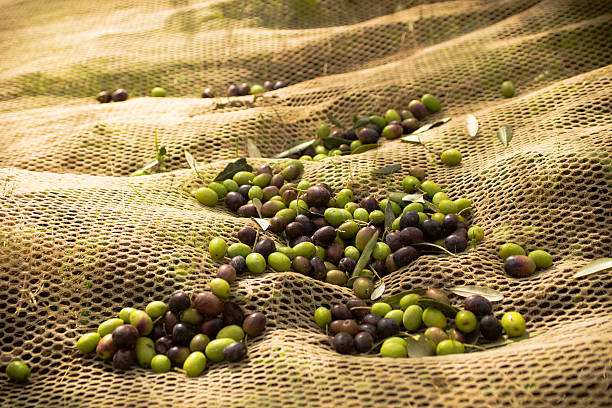 Fresh Olive Harvest stock photo
